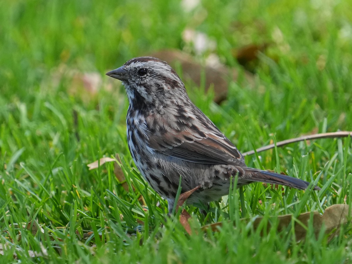 Song Sparrow - ML623310609