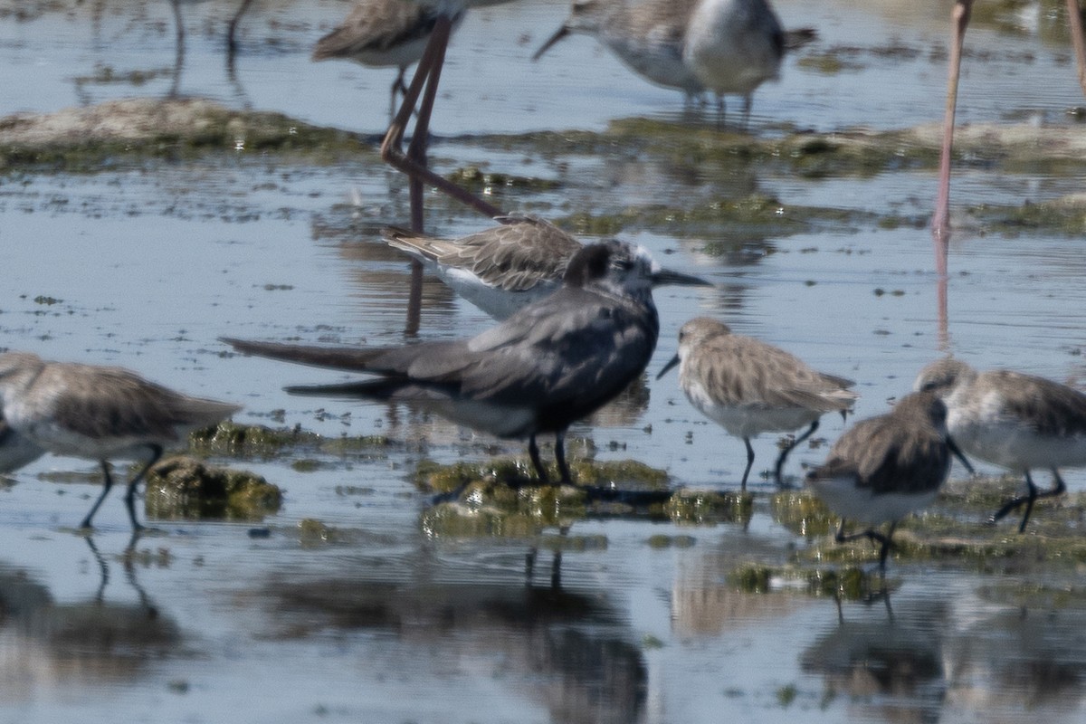 Black Tern - ML623310614