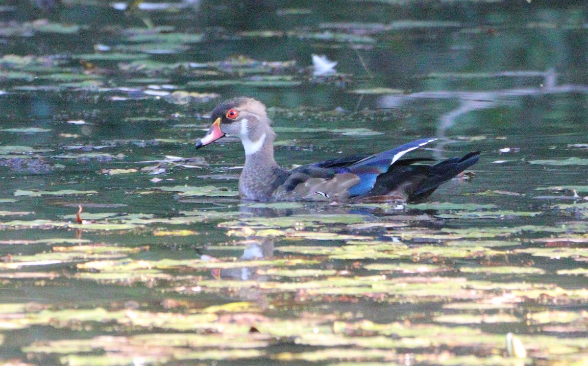 Wood Duck - ML623310615