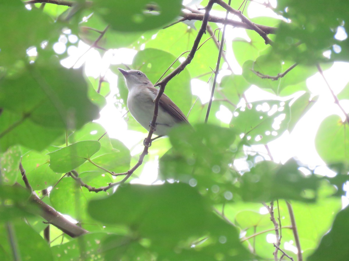 Mangrove Whistler - ML623310617