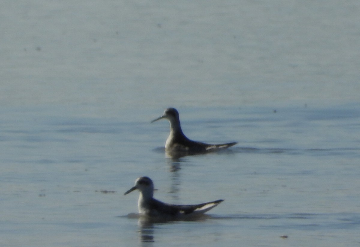 Red Phalarope - ML623310622