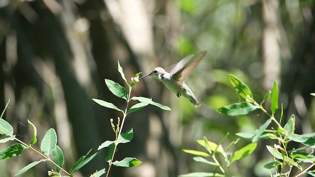 kalypta rubínohrdlá - ML623310658