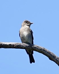 Western Wood-Pewee - Don Hoechlin