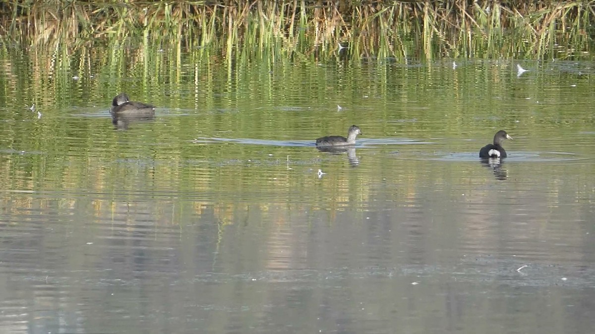 American Coot - ML623310708