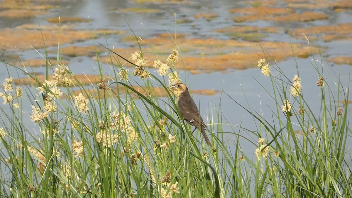 Yellow-headed Blackbird - ML623310717