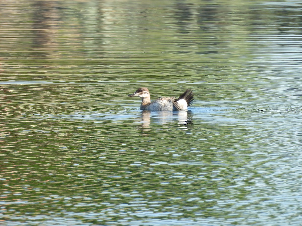 Ruddy Duck - ML623310718