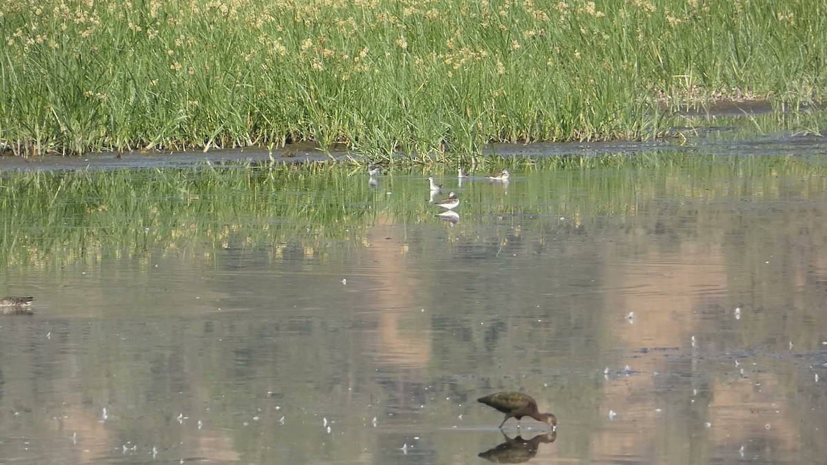 Wilson's Phalarope - ML623310721