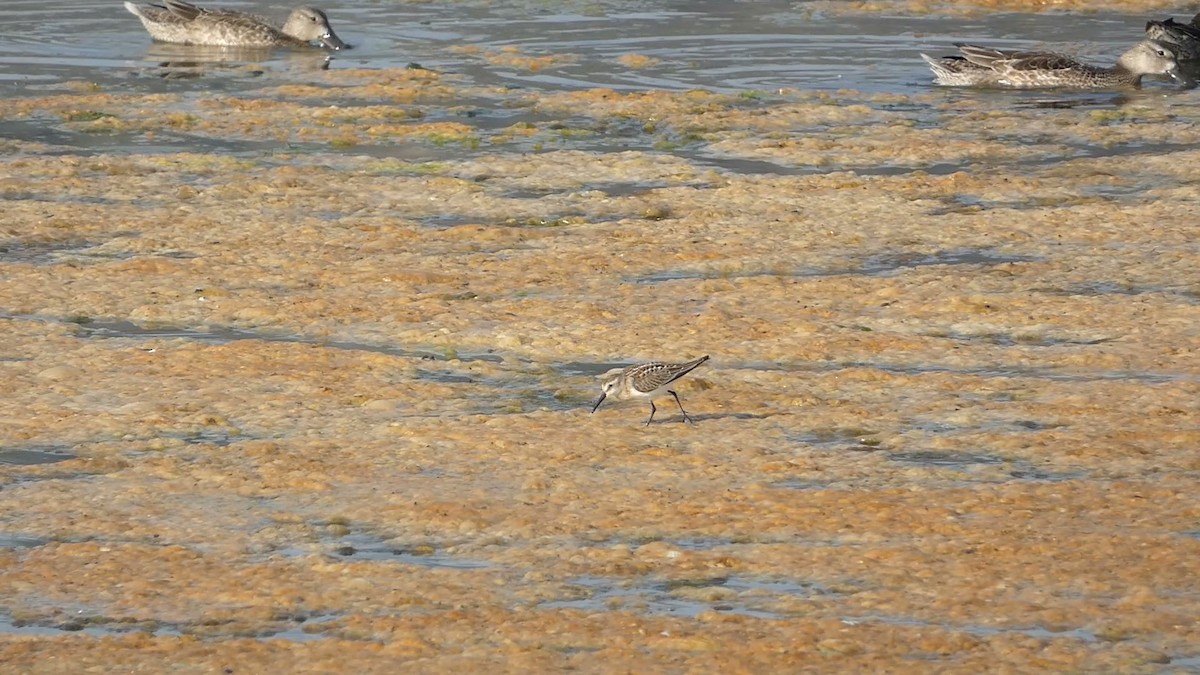 Western Sandpiper - ML623310734