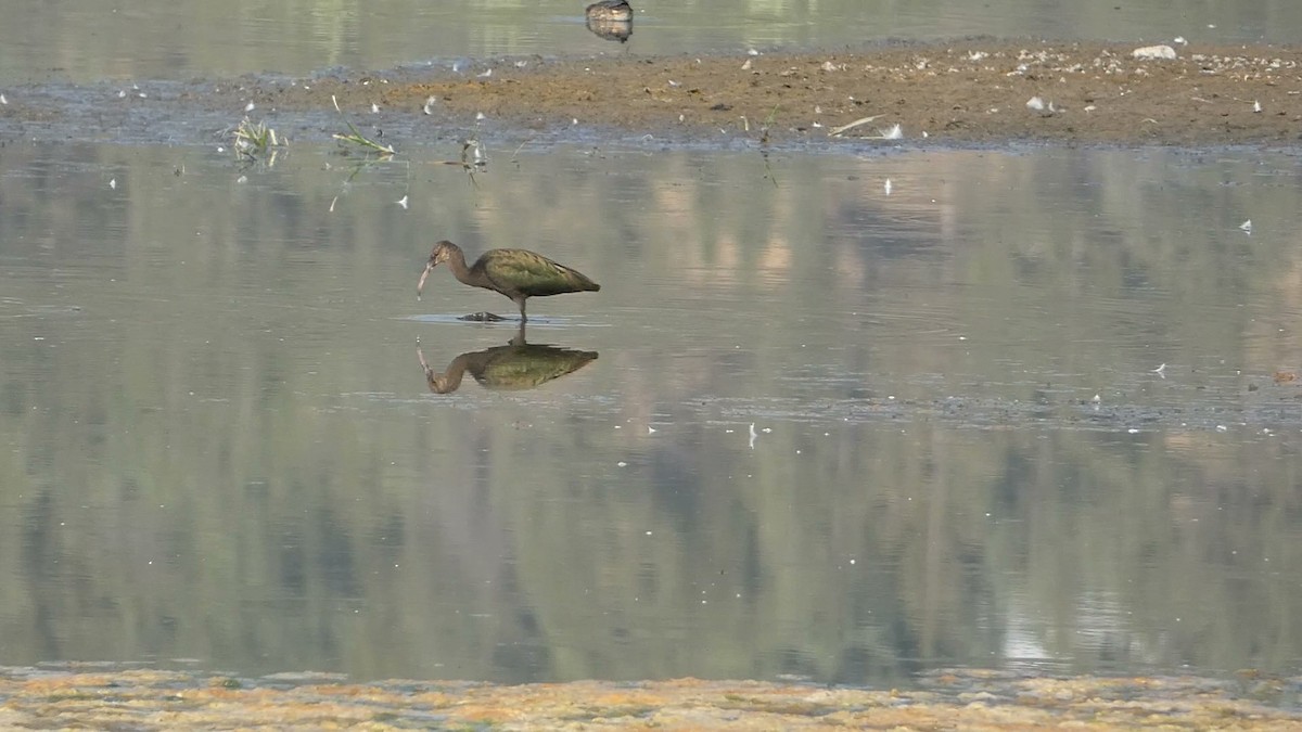 White-faced Ibis - ML623310735