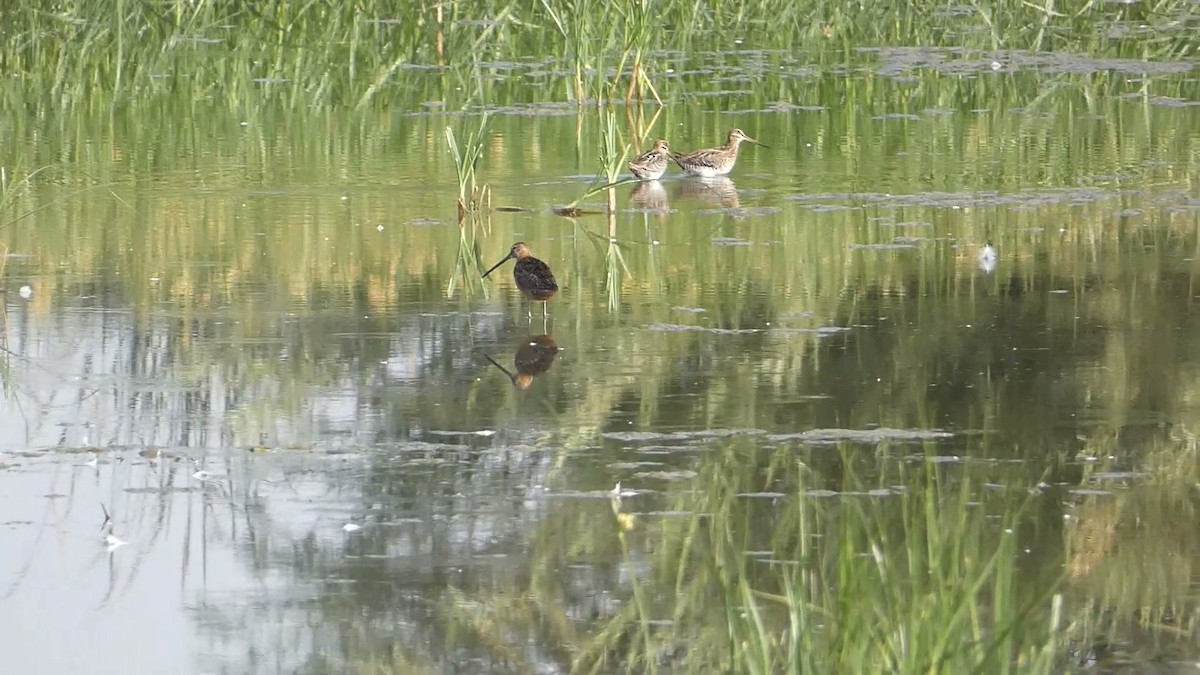 Long-billed Dowitcher - ML623310740