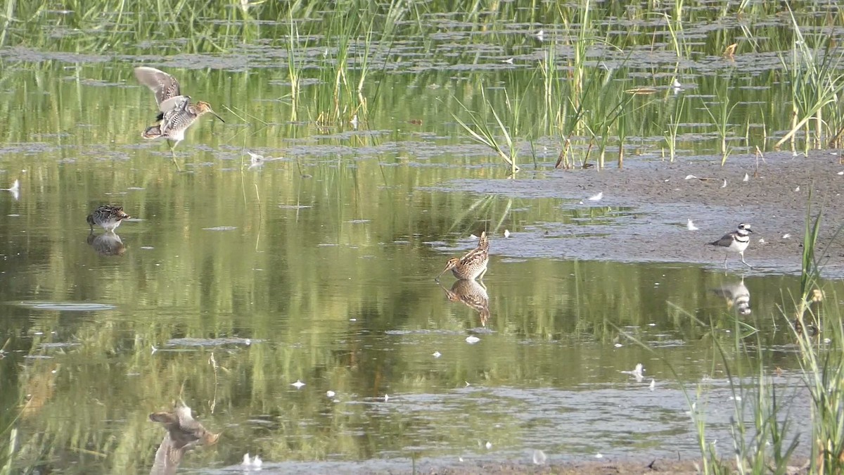 Wilson's Snipe - ML623310744