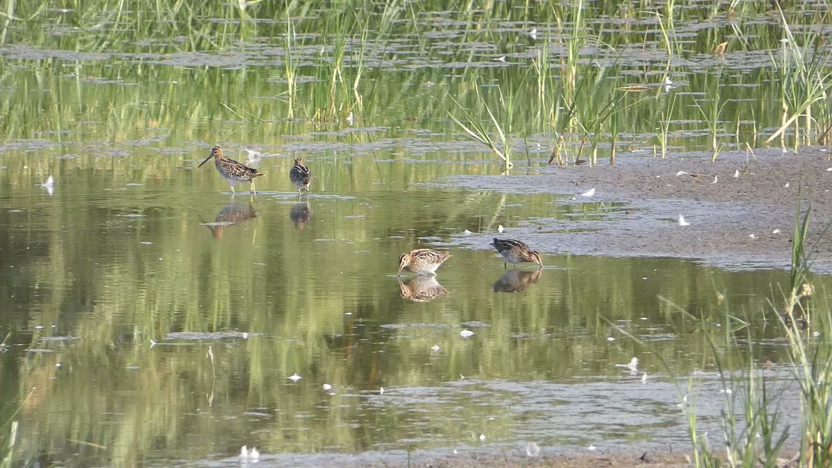 Wilson's Snipe - ML623310745