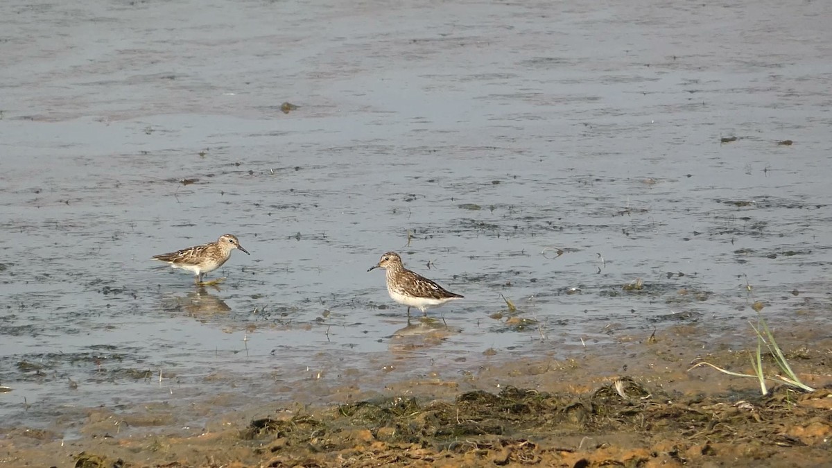 Least Sandpiper - Greg Gillson