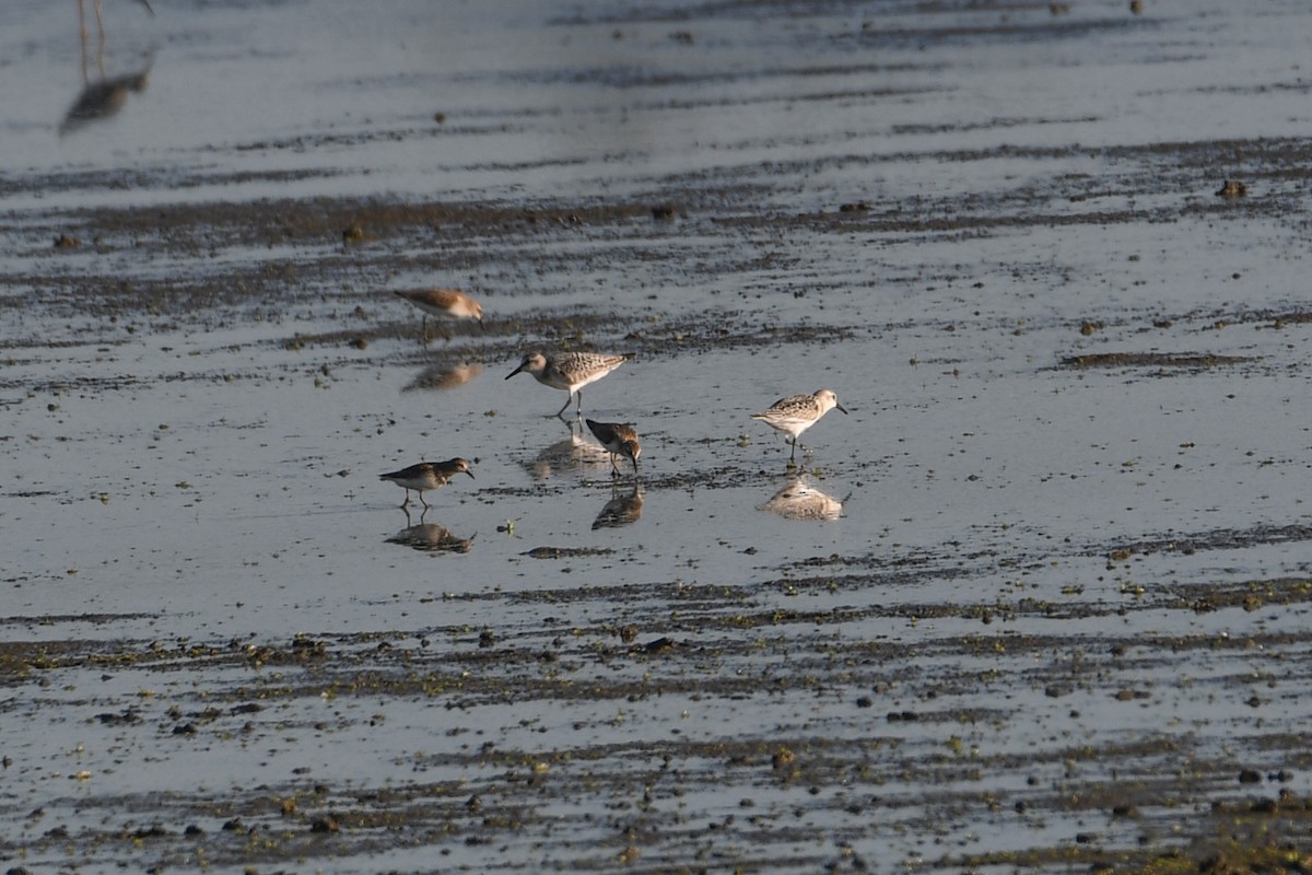 Sanderling - ML623310799