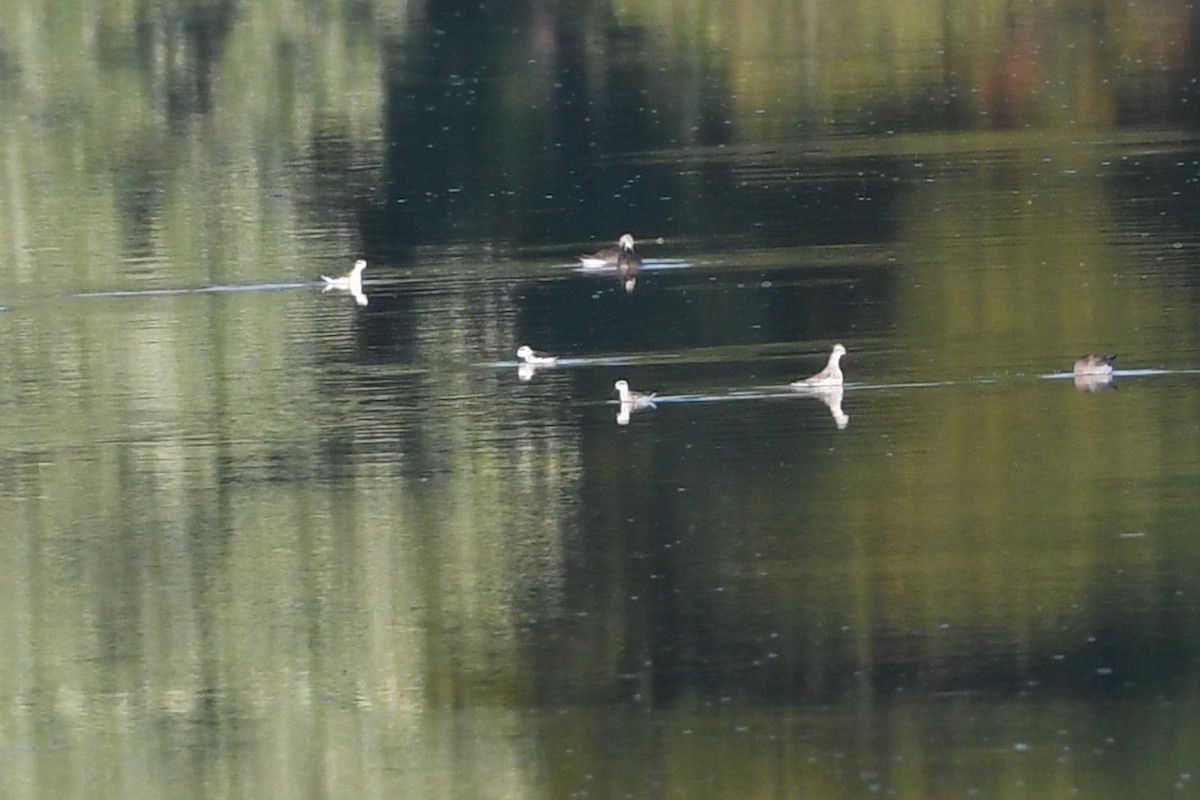 Red-necked Phalarope - ML623310804