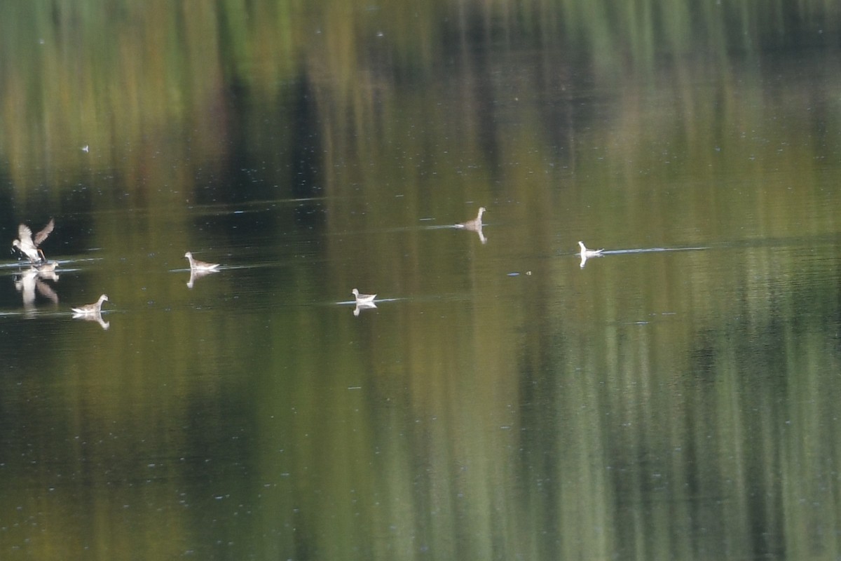 Red-necked Phalarope - ML623310805