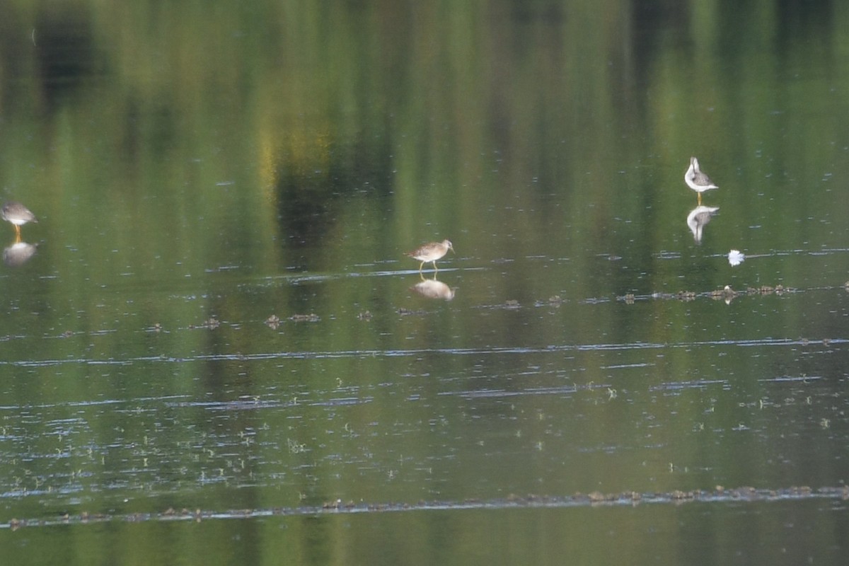 Short-billed Dowitcher - ML623310810