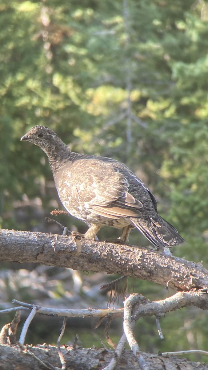 Douglasiengebirgshuhn - ML623310920