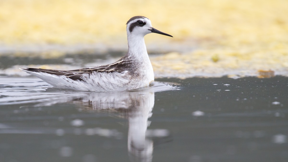 Red-necked Phalarope - ML623310968