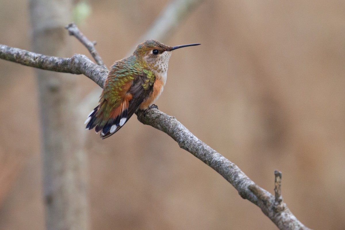 Rufous Hummingbird - Sasha Cahill