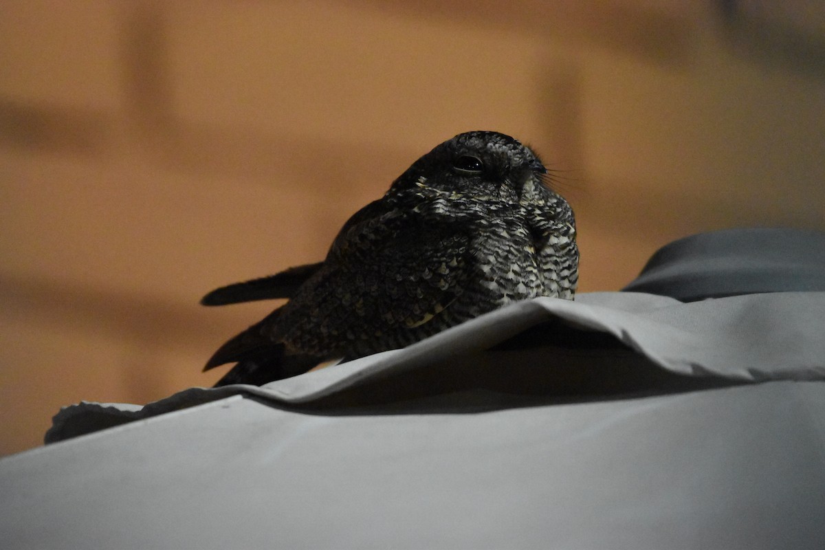 Band-winged Nightjar - ML623311019