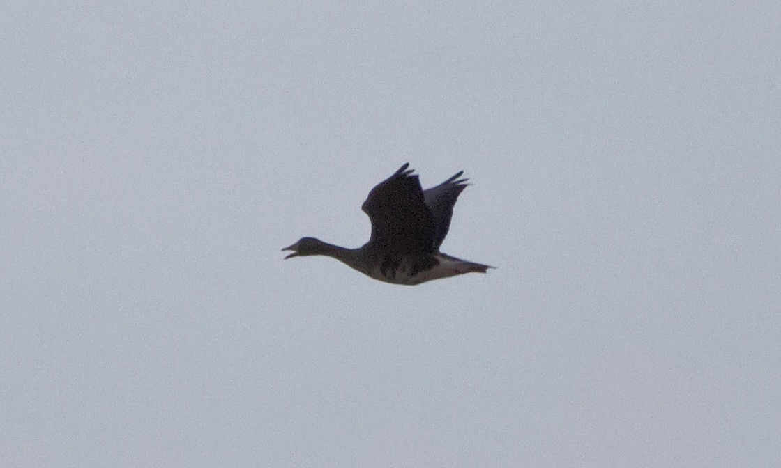 Greater White-fronted Goose (Western) - ML623311043