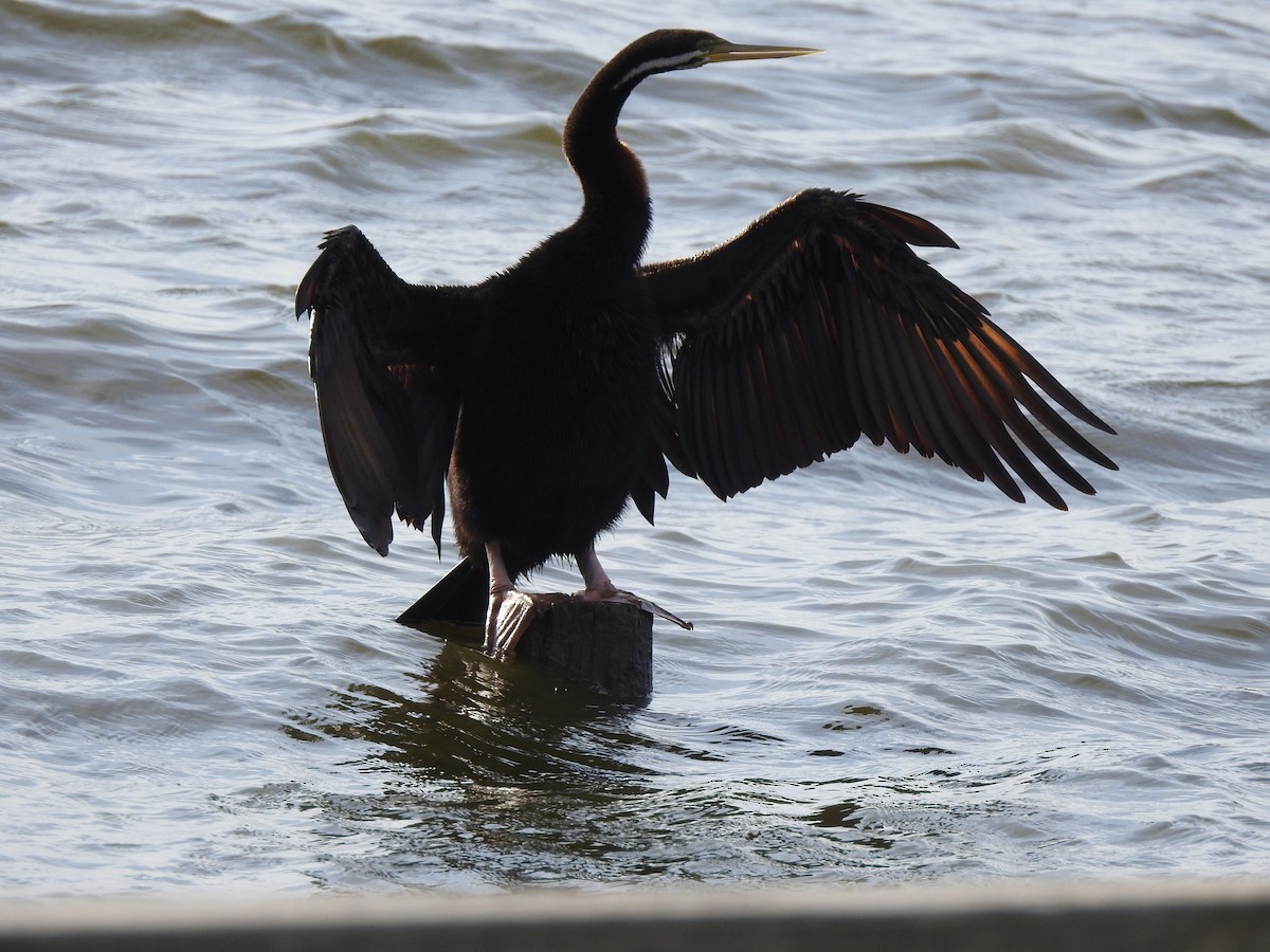 Australasian Darter - ML623311063