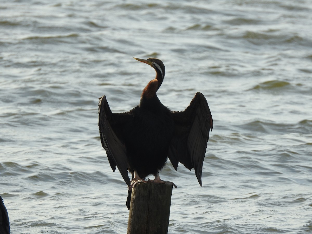 Australasian Darter - ML623311064