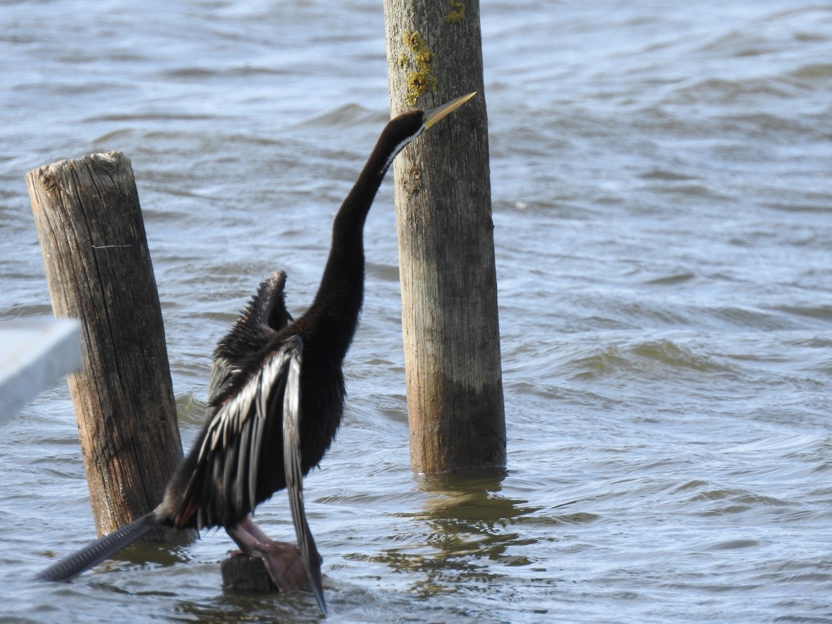 Australasian Darter - Sally Loveridge