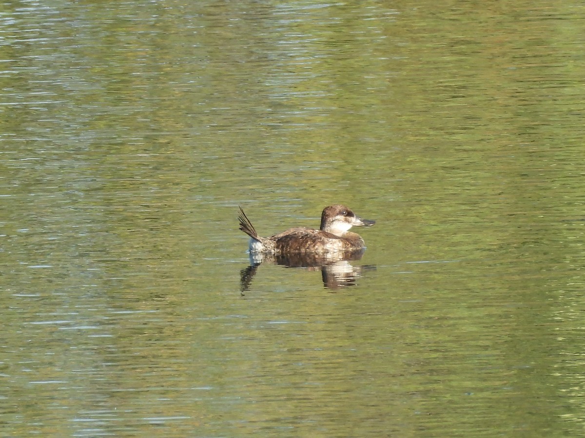 Ruddy Duck - ML623311074