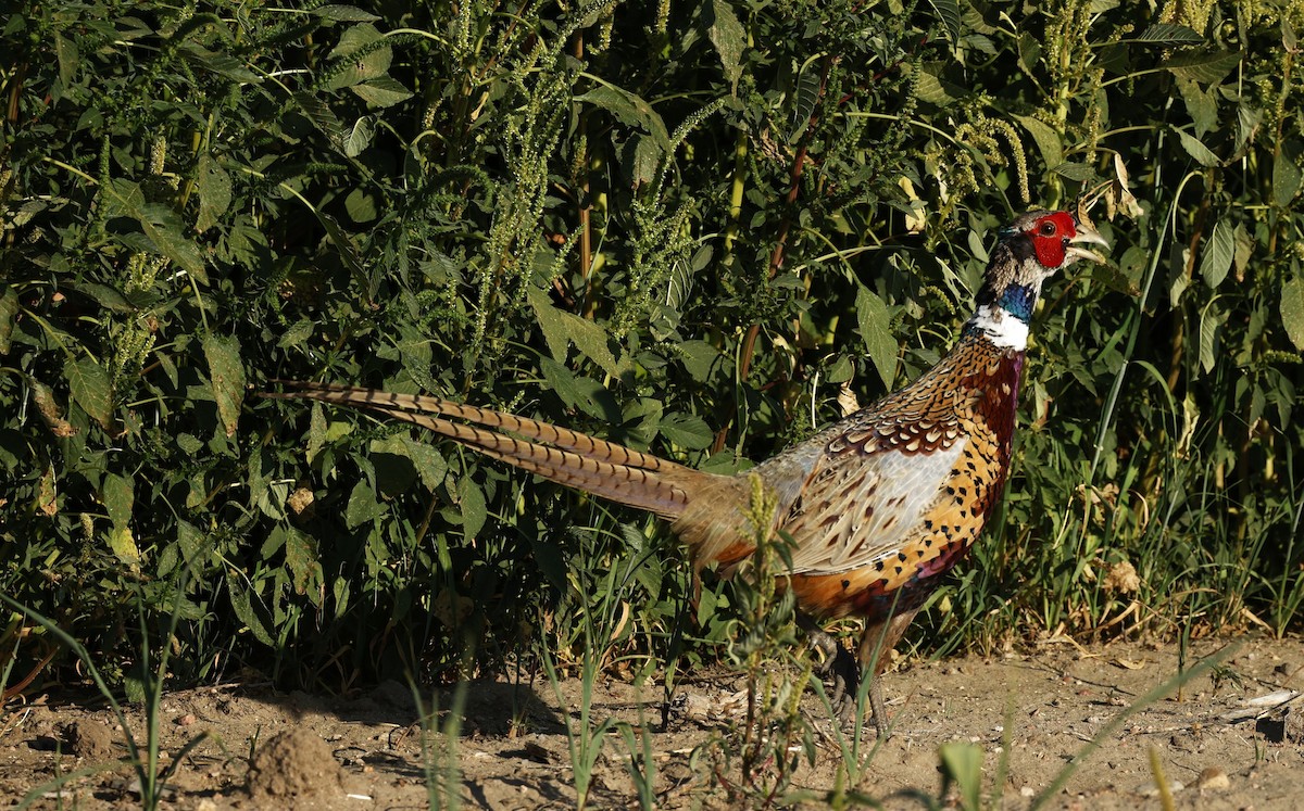 Ring-necked Pheasant - ML623311086