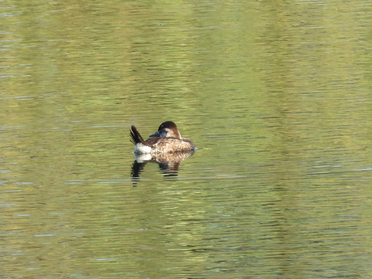 Ruddy Duck - ML623311087