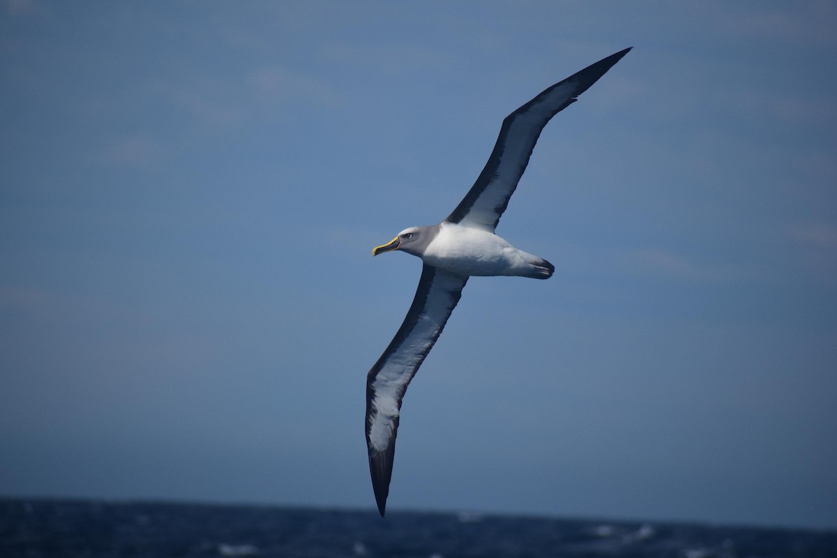 Albatros de Buller - ML623311107