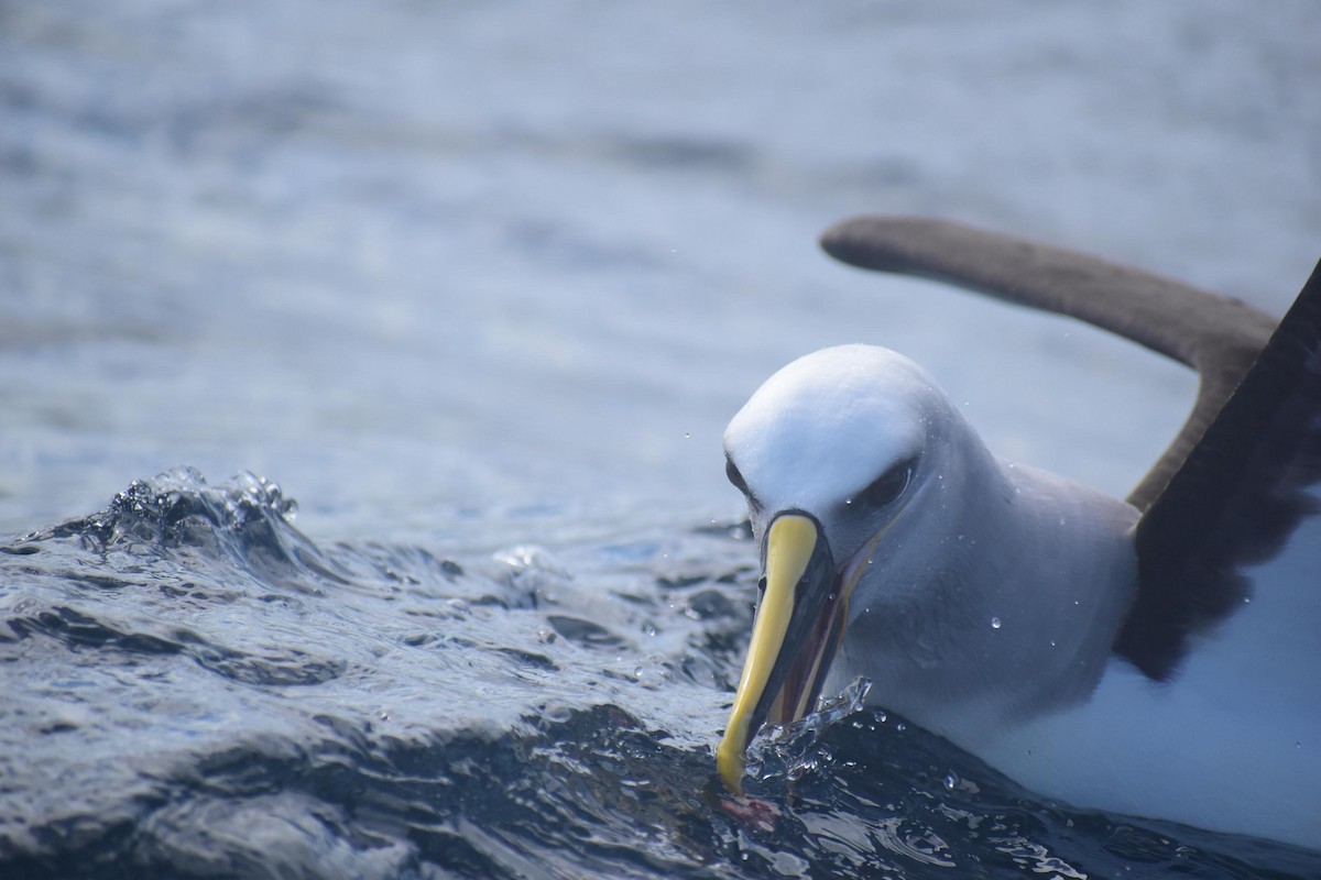 Bulleralbatros - ML623311108