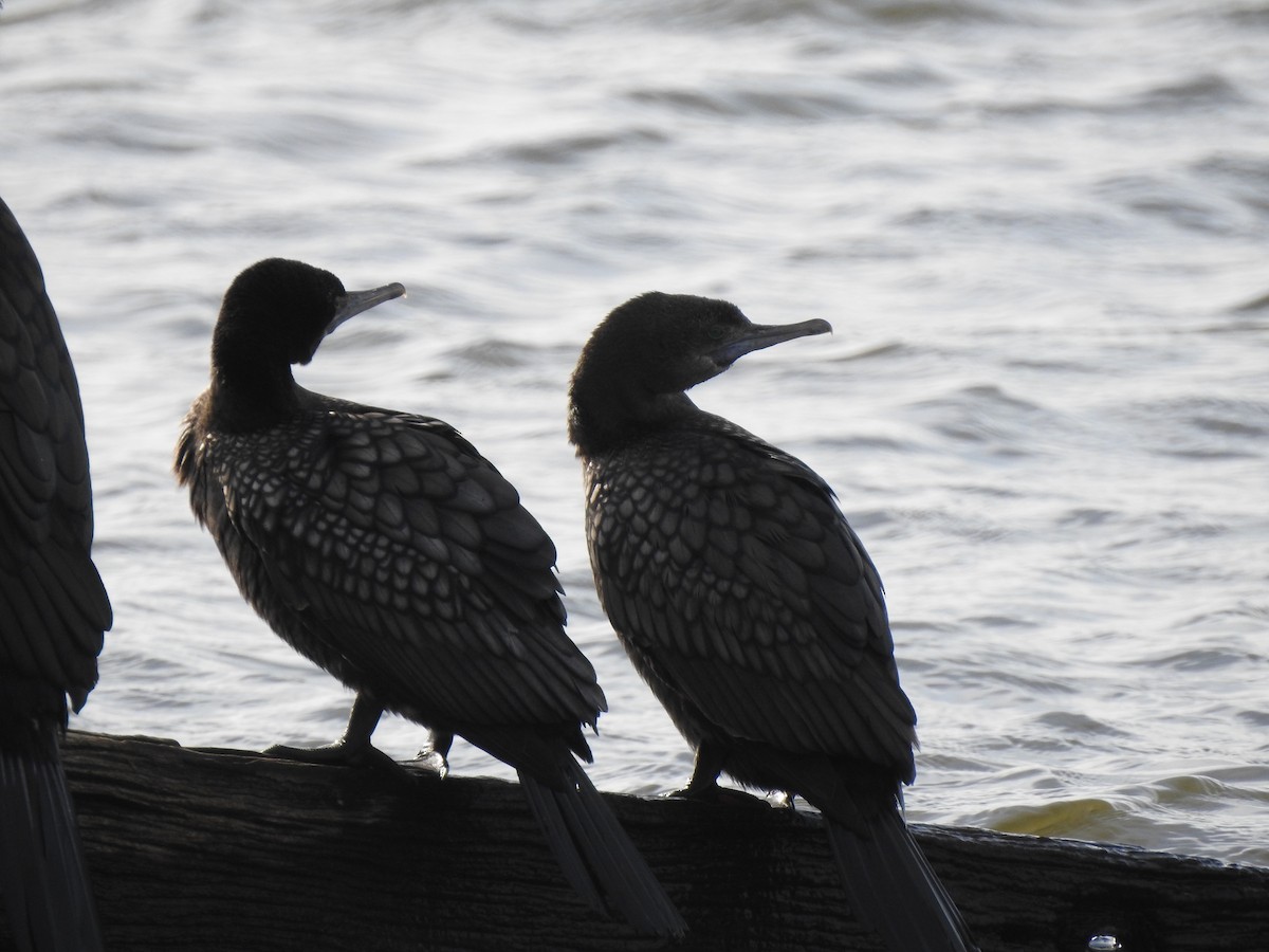 Little Black Cormorant - ML623311114