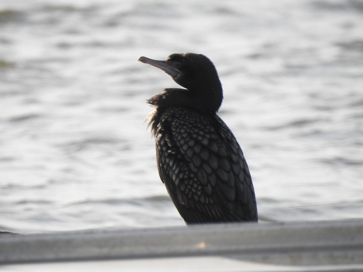 Little Black Cormorant - ML623311115