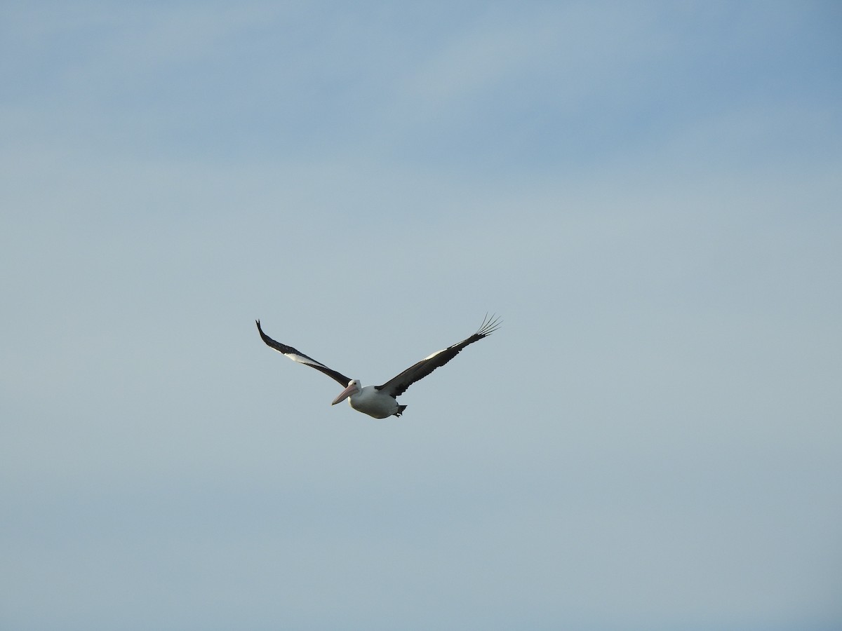 Australian Pelican - ML623311135