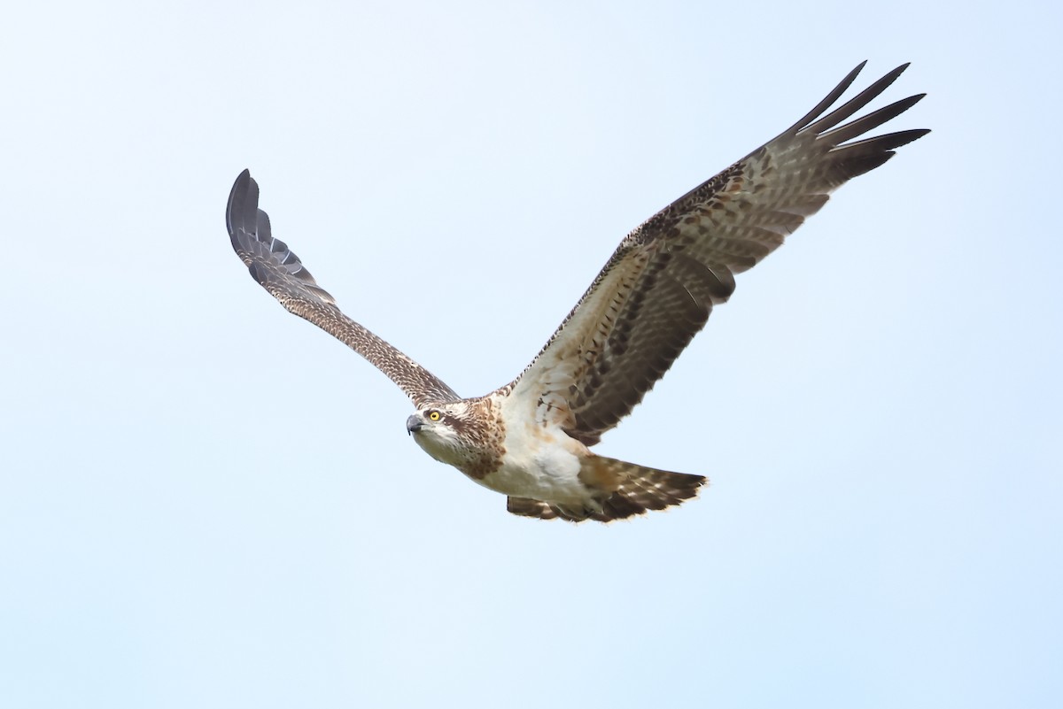 Osprey (Australasian) - ML623311139