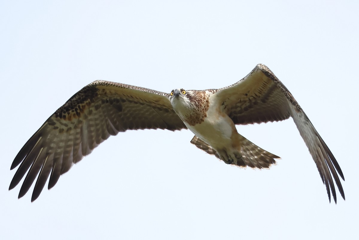 Osprey (Australasian) - ML623311140