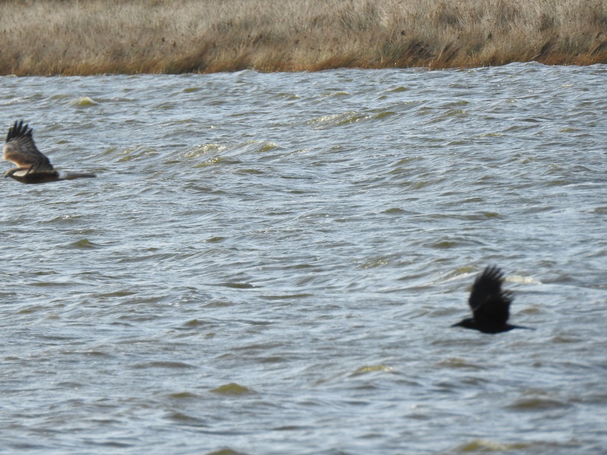 Swamp Harrier - ML623311159