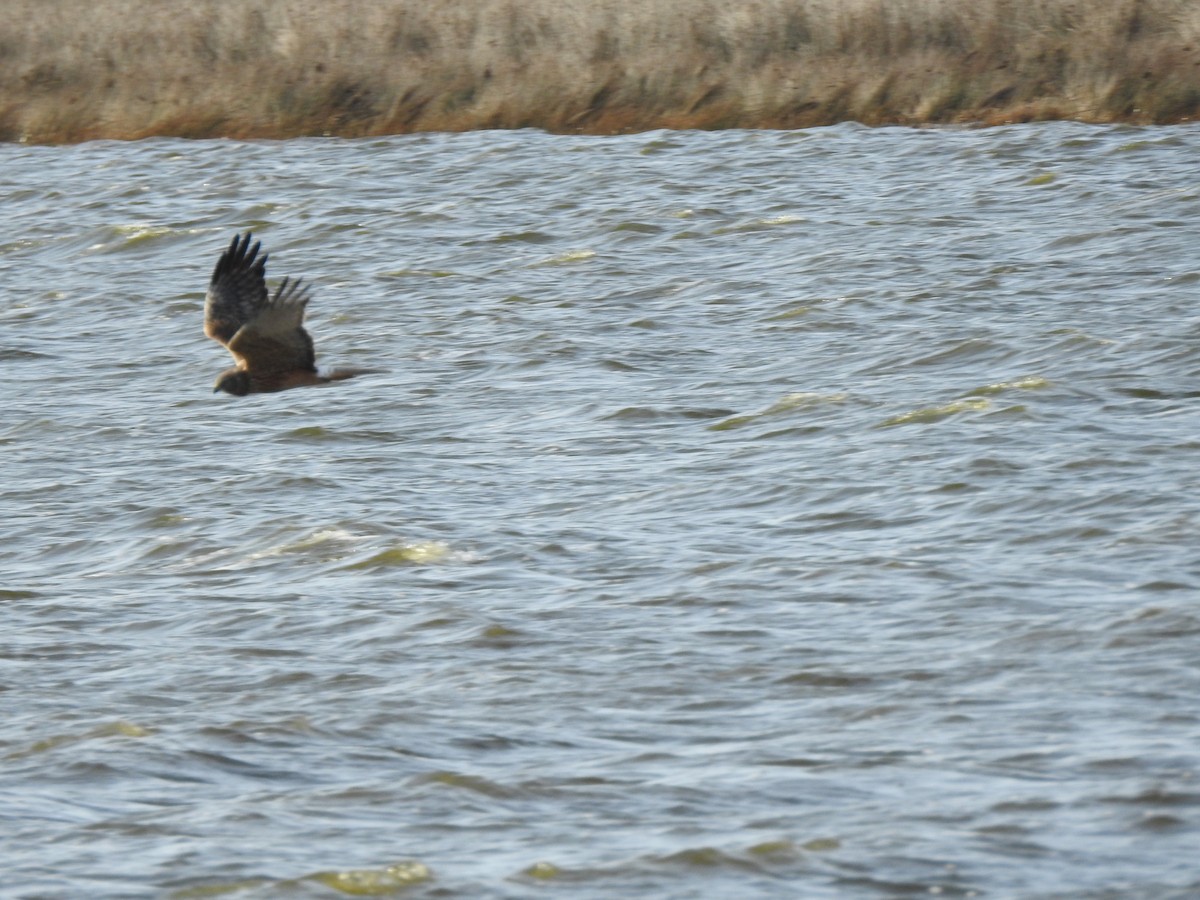 Swamp Harrier - ML623311160