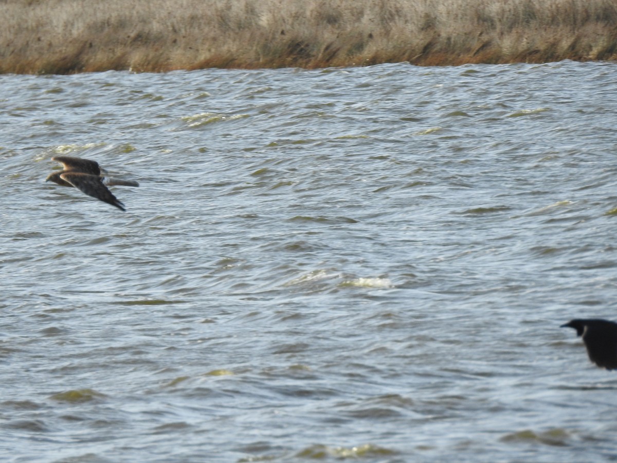 Swamp Harrier - ML623311161