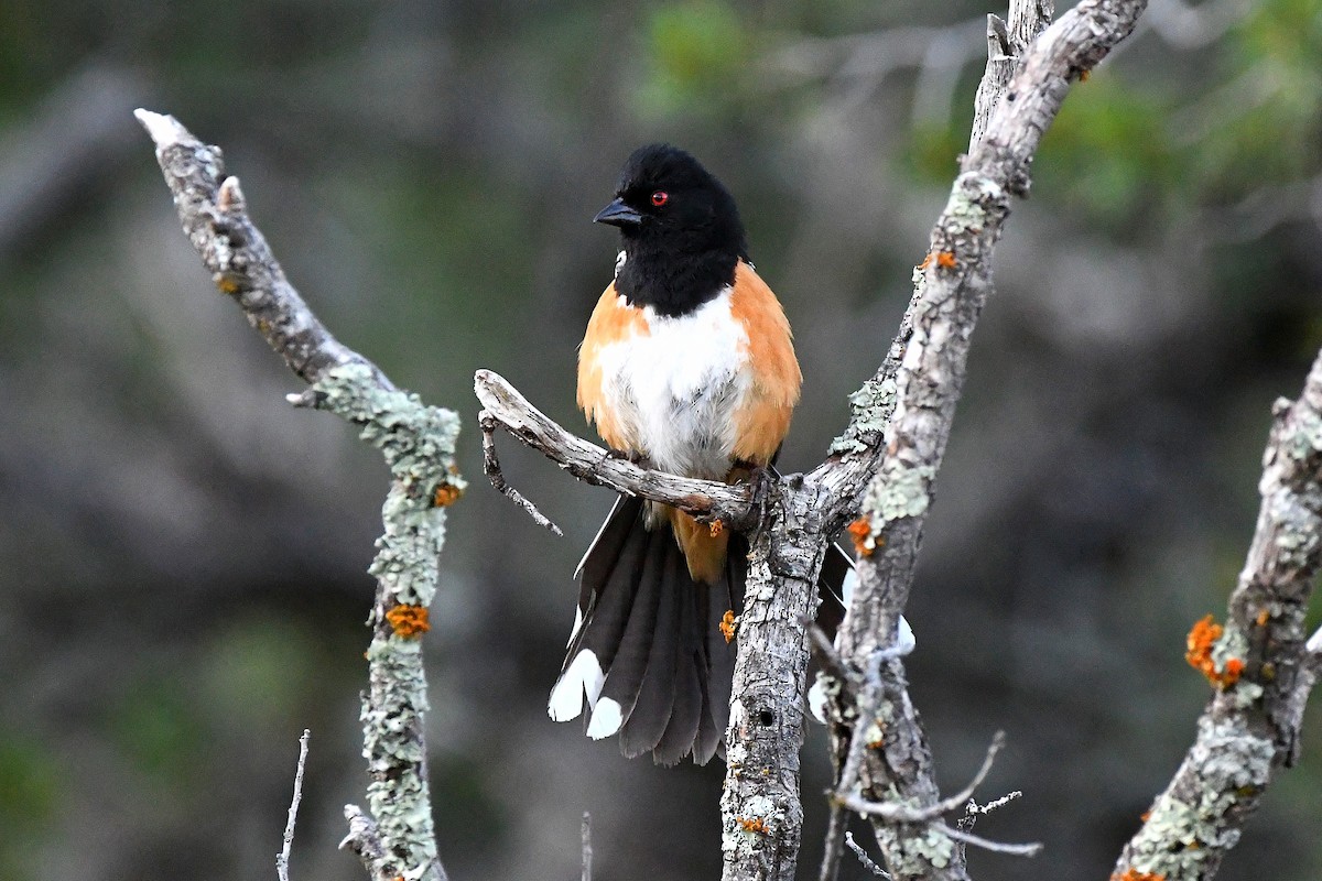 Spotted Towhee - ML623311165