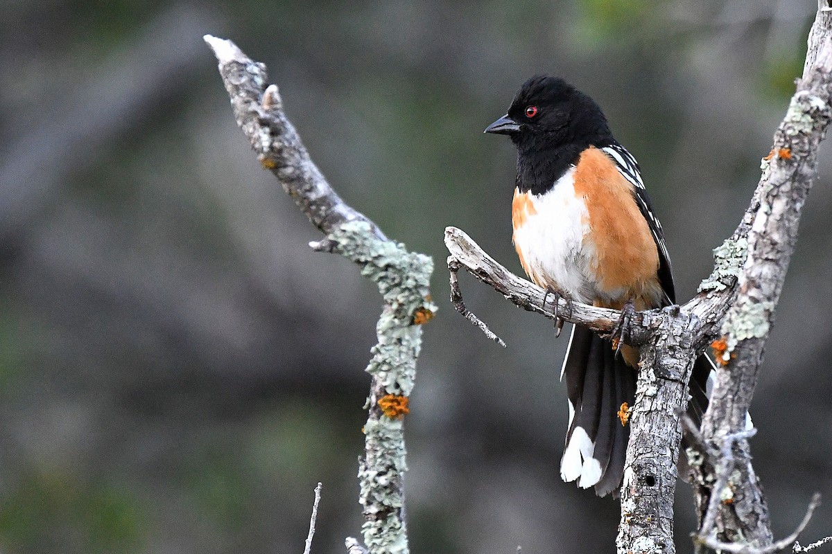 Spotted Towhee - ML623311176