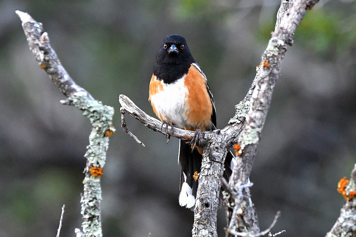 Spotted Towhee - ML623311177