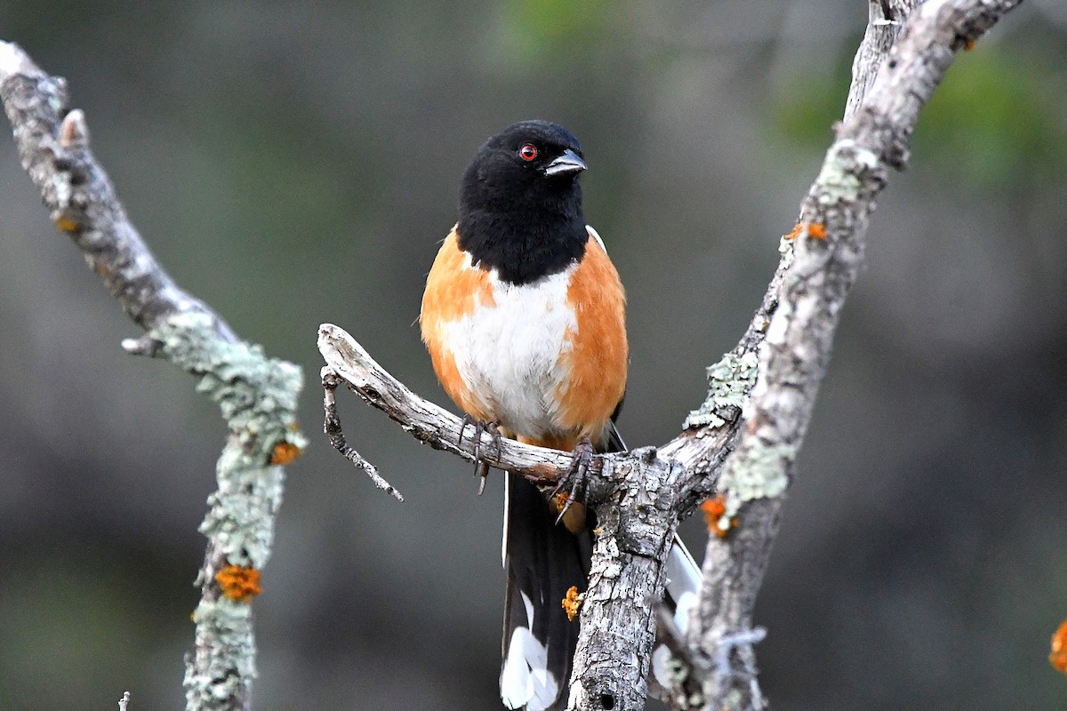 Spotted Towhee - ML623311178