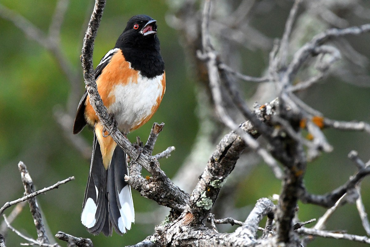 Spotted Towhee - ML623311179