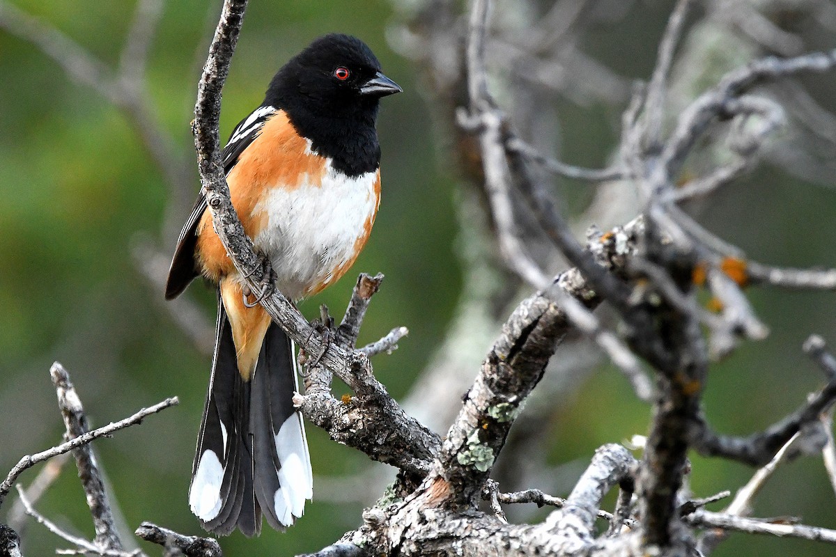 Spotted Towhee - ML623311181