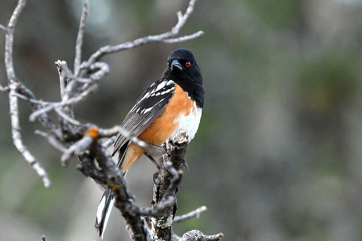 Spotted Towhee - ML623311182