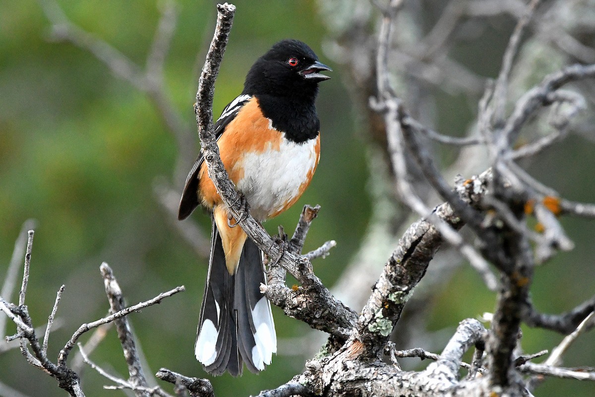 Spotted Towhee - ML623311183